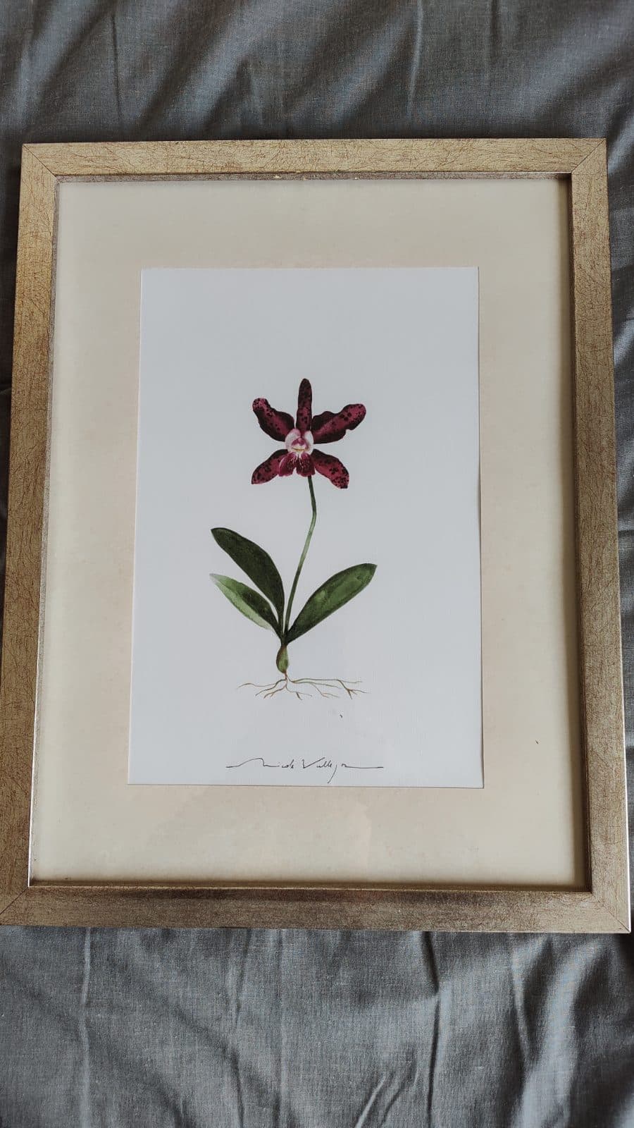 Set de 2 cuadros con ilustraciones botánicas de flores — foto 3